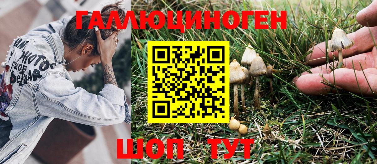 Галлюциногенные грибы Psilocybine cubensis Алексин